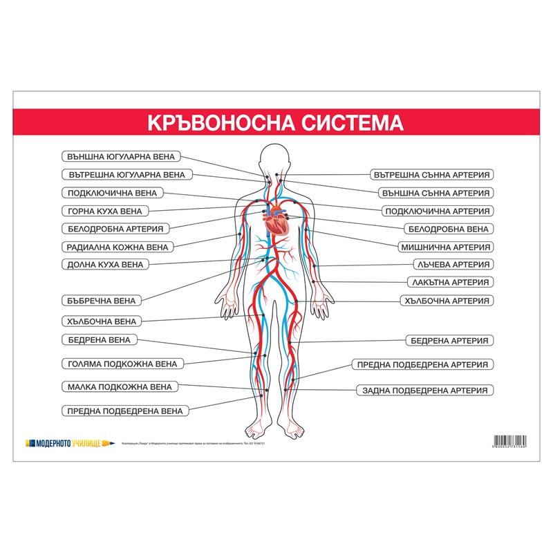 Cubos Ученическо табло ''Кръвоносна система'', 100 x 70 cmна ниска цена с бърза доставка - BestPC.BG