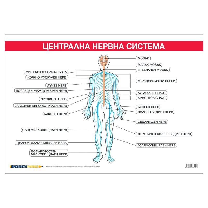 Office 1 Ученическо табло ''Централна нервна система'', 100 x 70 cmна ниска цена с бърза доставка - BestPC.BG