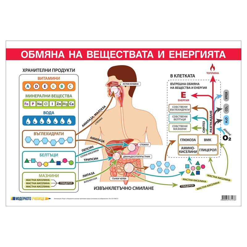 Office 1 Ученическо табло ''Обмяна на вещества и енергия'', 100 x 70 cmна ниска цена с бърза доставка - BestPC.BG