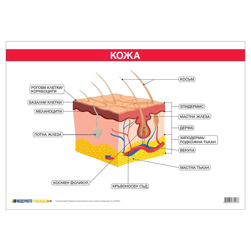 Office 1 Ученическо табло ''Кожа'', 100 x 70 cmна ниска цена с бърза доставка - BestPC.BG