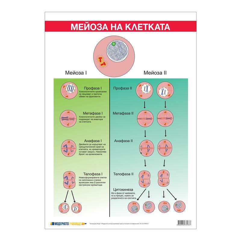 Office 1 Ученическо табло ''Мейоза'', 70 x 100 cmна ниска цена с бърза доставка - BestPC.BG