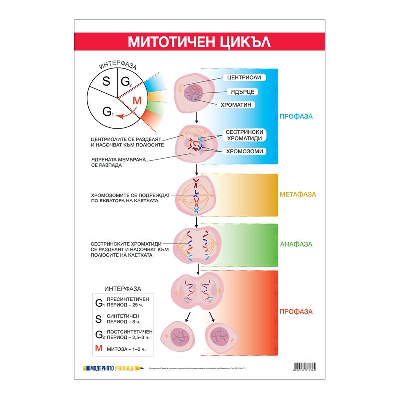 Office 1 Ученическо табло ''Митотичен цикъл'', 70 x 100 cmна ниска цена с бърза доставка - BestPC.BG