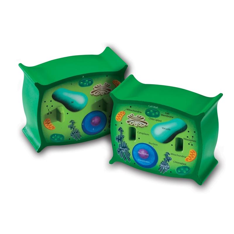 Продукт Learning Resources Модел на растителна клетка, напречно сечениена ниска цена с бърза доставка - BestPC.BG