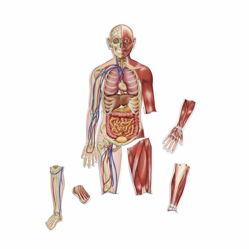 Learning Resources Магнитно човешко тялона ниска цена с бърза доставка - BestPC.BG