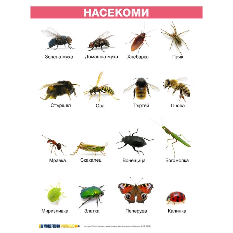 Продукт Office 1 Ученическо табло ''Насекоми'', ламинирано, 50 x 70 cmна ниска цена с бърза доставка - BestPC.BG