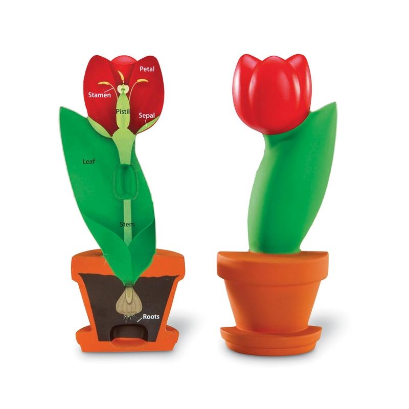 Learning Resources Модел разрез цвят на лалена ниска цена с бърза доставка - BestPC.BG