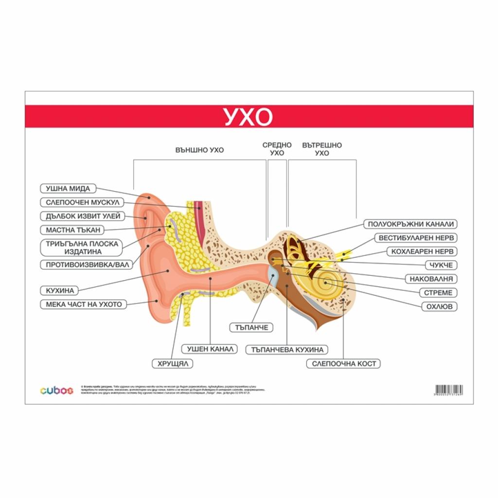 Продукт Office 1 Ученическо табло ''Ухо'', 100 x 70 cmна ниска цена с бърза доставка - BestPC.BG