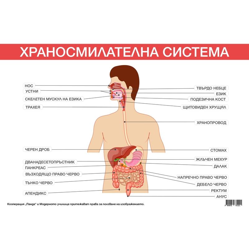 Office 1 Ученическо табло ''Храносмилателна система'', 100 x 70 cmна ниска цена с бърза доставка - BestPC.BG