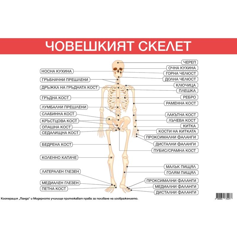 Office 1 Ученическо табло ''Костна система'', 100 x 70 cmна ниска цена с бърза доставка - BestPC.BG