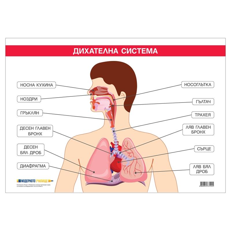 Office 1 Ученическо табло ''Дихателна система'', 100 x 70 cmна ниска цена с бърза доставка - BestPC.BG