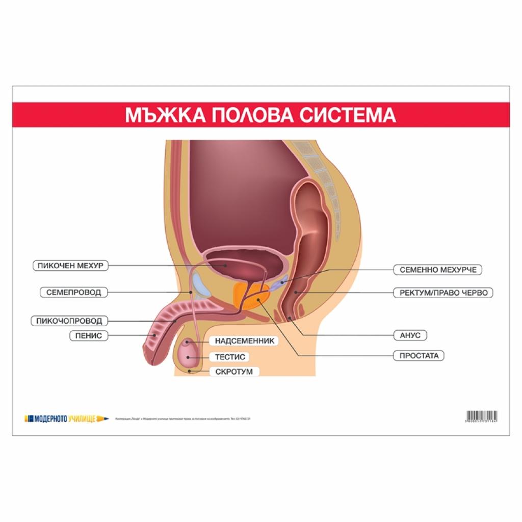 Office 1 Ученическо табло ''Мъжка полова система'', 100 x 70 cmна ниска цена с бърза доставка - BestPC.BG