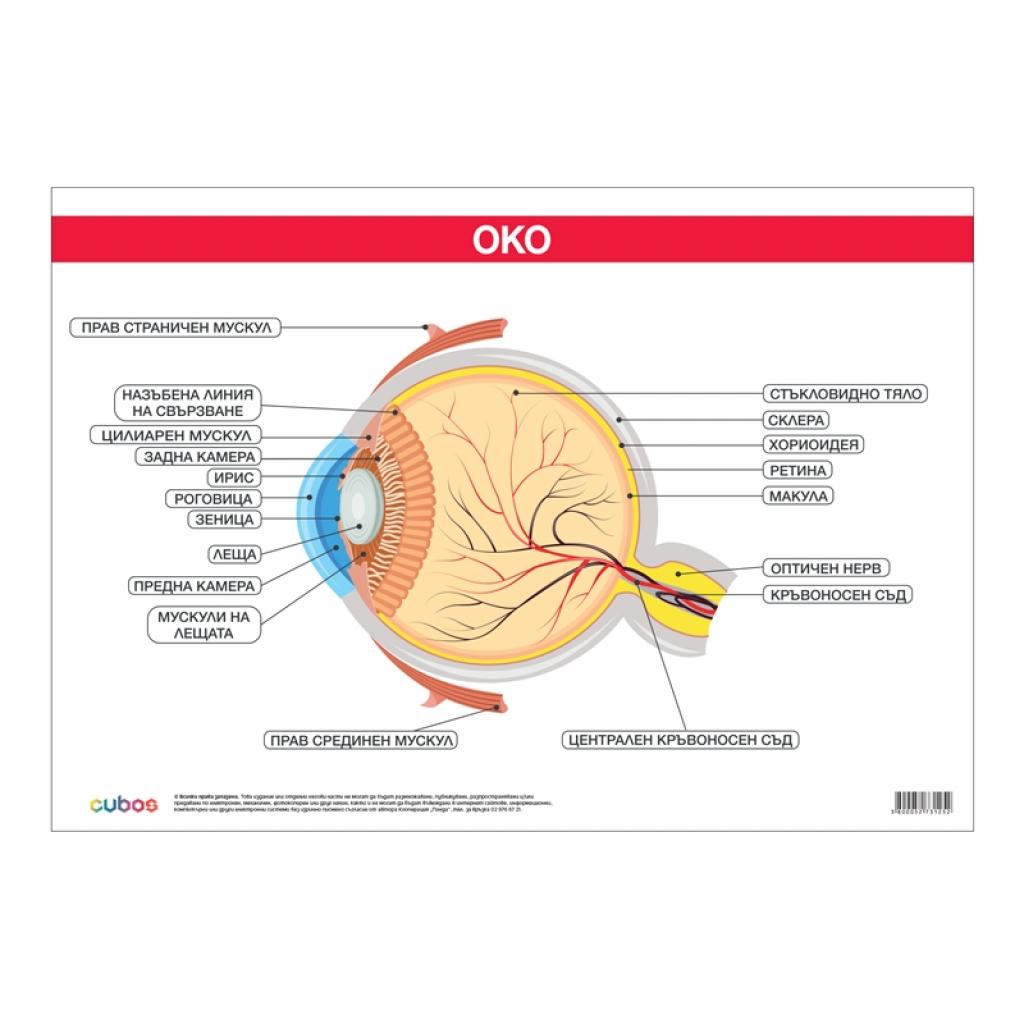 Продукт Office 1 Ученическо табло ''Око'', 100 x 70 cmна ниска цена с бърза доставка - BestPC.BG