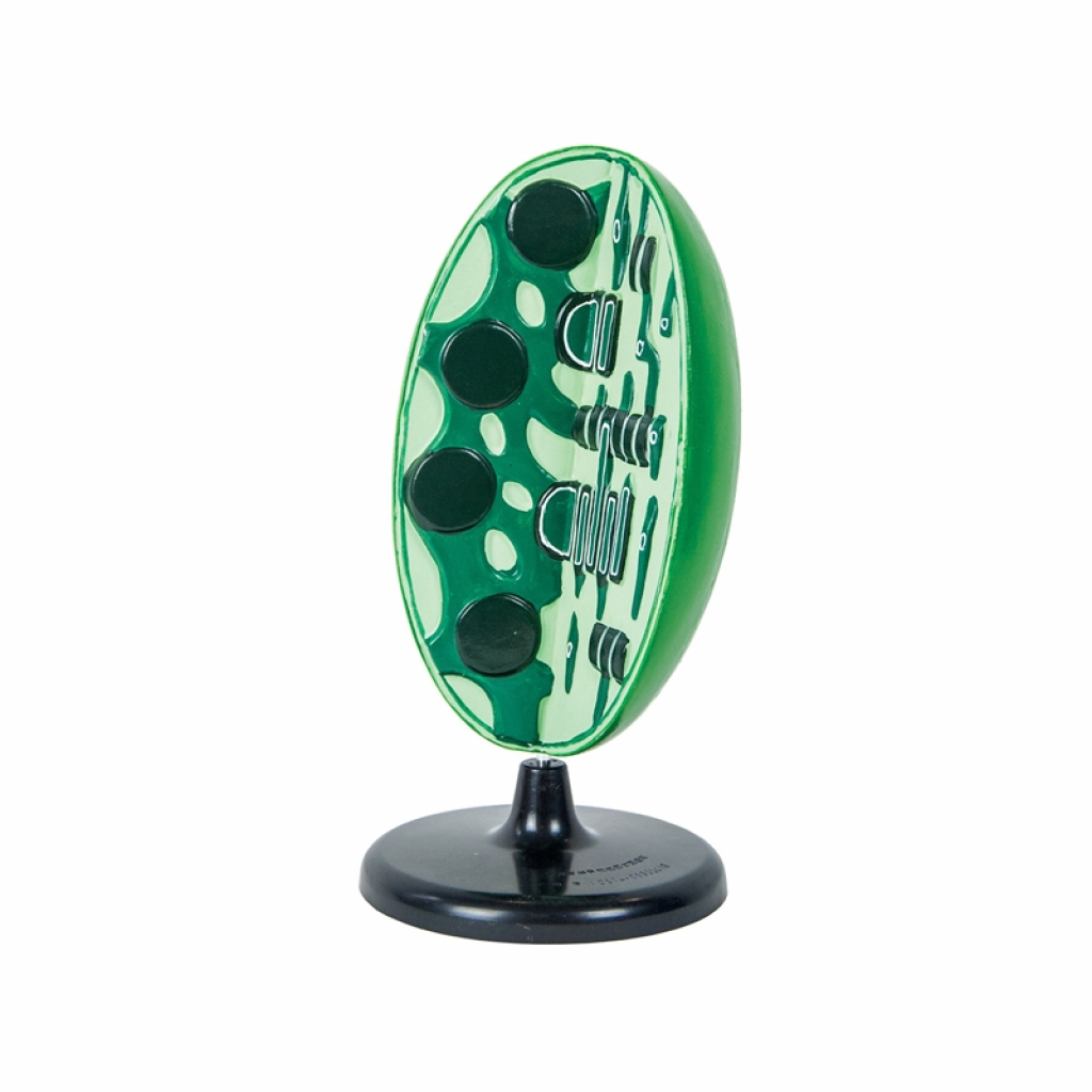 Продукт Nowa Szkola Модел на хлоропласт, 3Dна ниска цена с бърза доставка - BestPC.BG