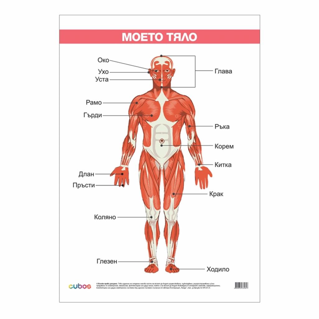 Продукт Office 1 Ученическо табло ''Моето тяло'', ламинирано, 50 x 70 cmна ниска цена с бърза доставка - BestPC.BG