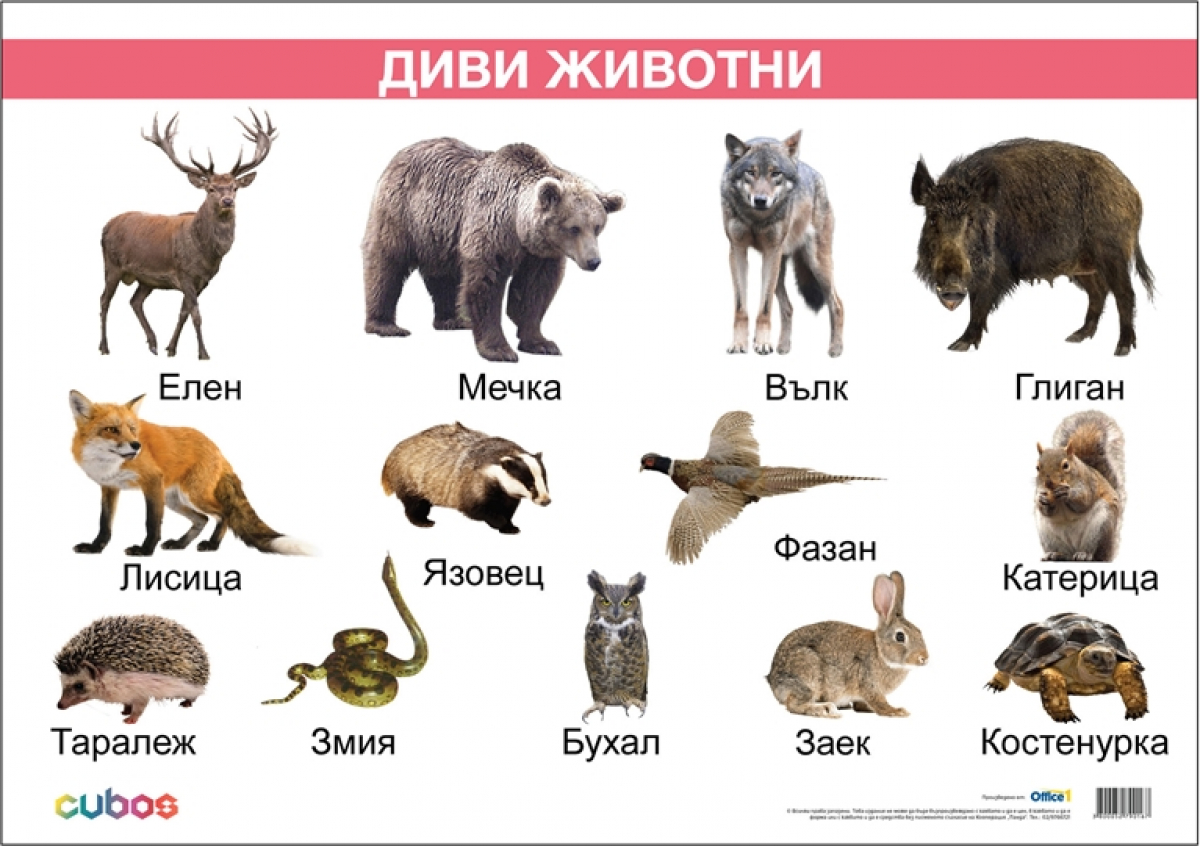 Продукт Office 1 Ученическо табло ''Диви животни'', ламинирано, 50 x 70 cm, модел 2на ниска цена с бърза доставка - BestPC.BG