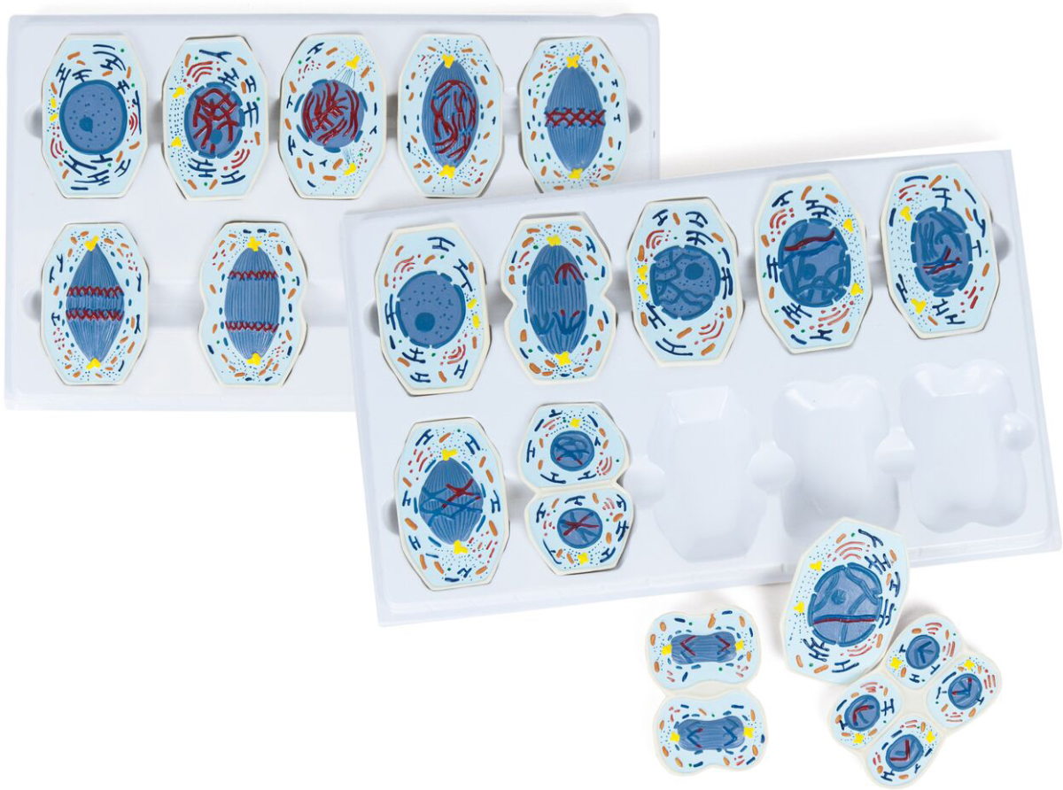 Продукт Nowa Szkola Комплект за демонстрация Мейоза и Митозана ниска цена с бърза доставка - BestPC.BG