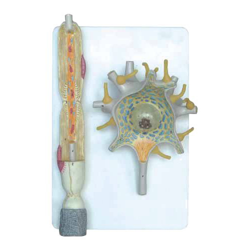 Продукт Nowa Szkola Модел на невронна ниска цена с бърза доставка - BestPC.BG