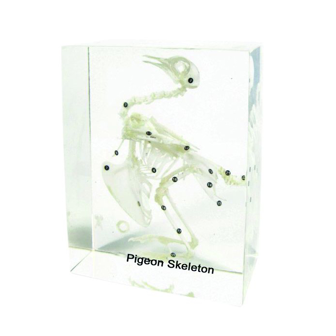 Продукт Nowa Szkola Скелет на гълъб, 18 х 14 х 8 cmна ниска цена с бърза доставка - BestPC.BG