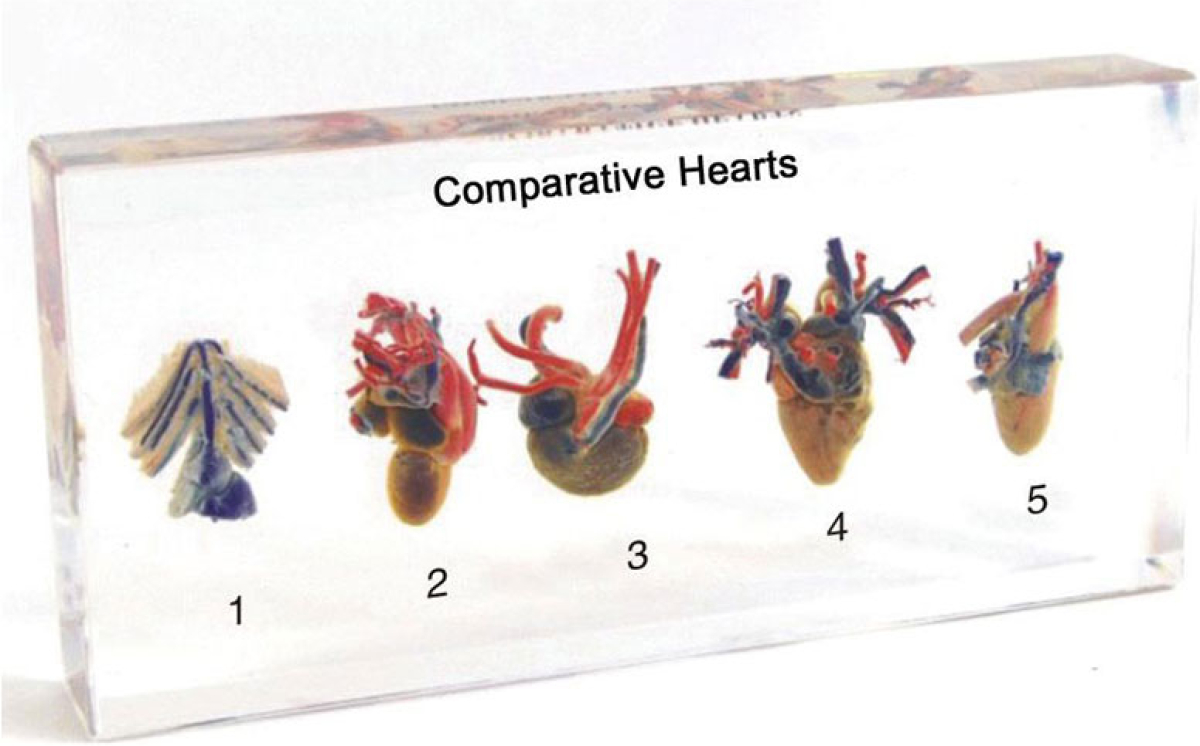 Продукт Nowa Szkola Модел на сърце на животни, с разрез, в плексигласна ниска цена с бърза доставка - BestPC.BG