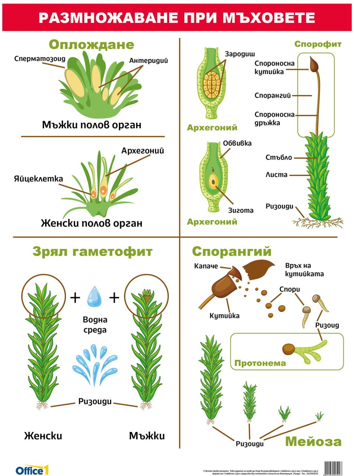 Продукт Office 1 Ученическо табло ''Размножаване при мъховете'', 70 x 100 cmна ниска цена с бърза доставка - BestPC.BG