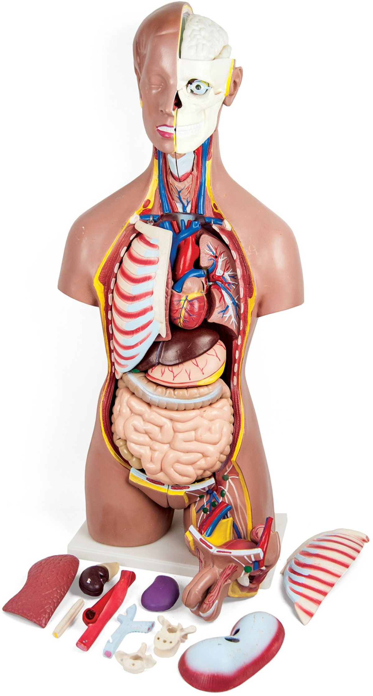 Продукт Gelsonlab Модел на човешки торс, 44 частина ниска цена с бърза доставка - BestPC.BG