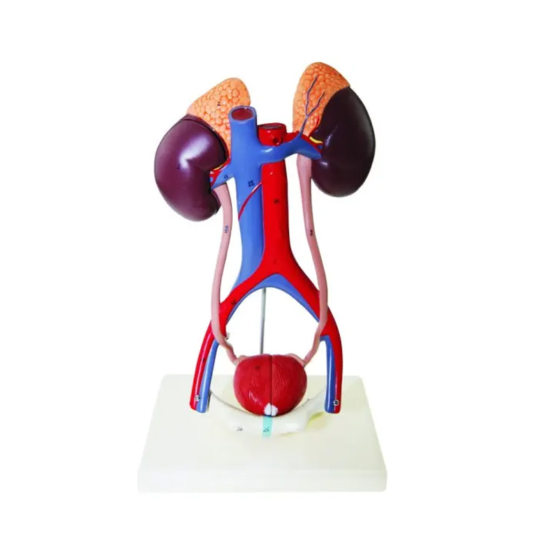 Продукт Gelsonlab Модел на отделителна системана ниска цена с бърза доставка - BestPC.BG