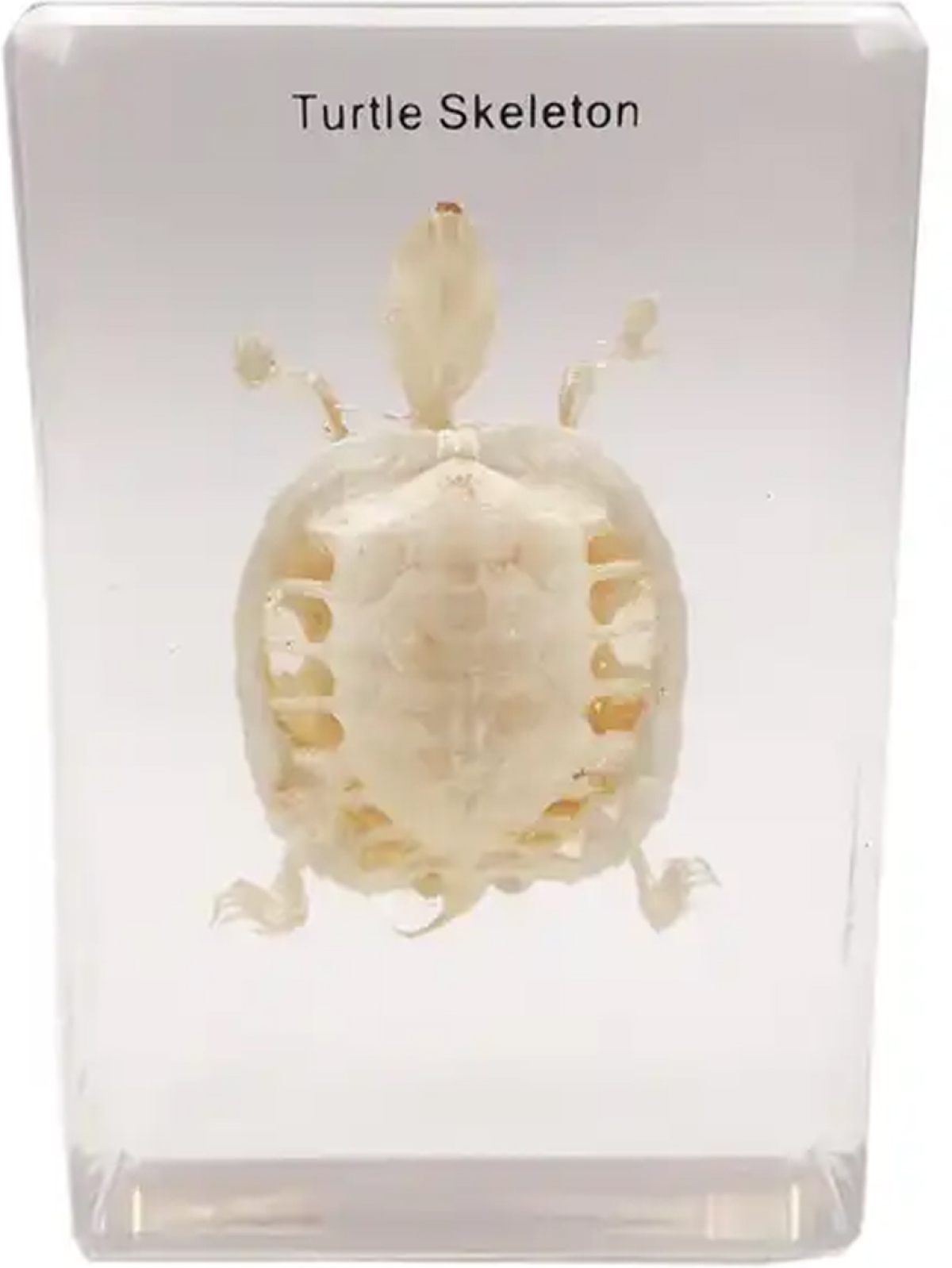 Продукт Gelsonlab Скелет на костенуркана ниска цена с бърза доставка - BestPC.BG