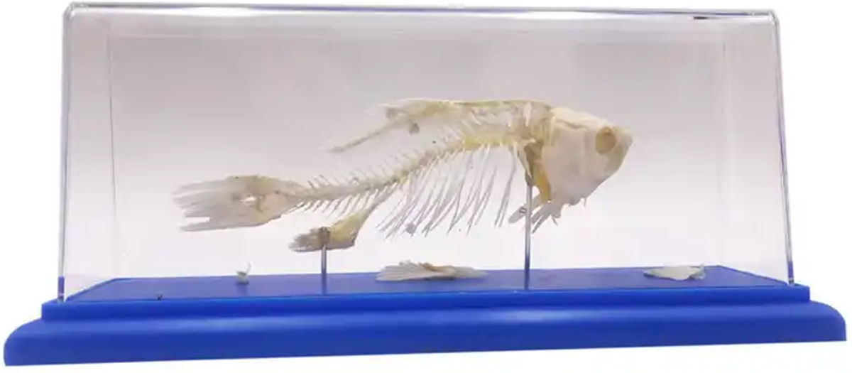 Продукт Gelsonlab Скелет на рибана ниска цена с бърза доставка - BestPC.BG