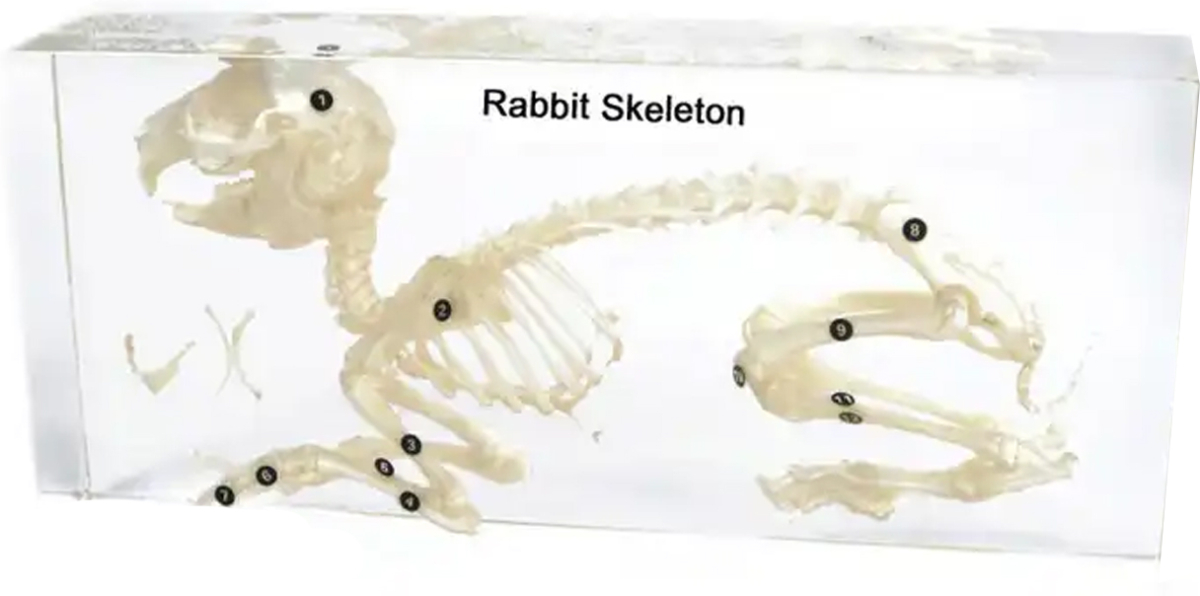 Продукт Gelsonlab Скелет на заекна ниска цена с бърза доставка - BestPC.BG