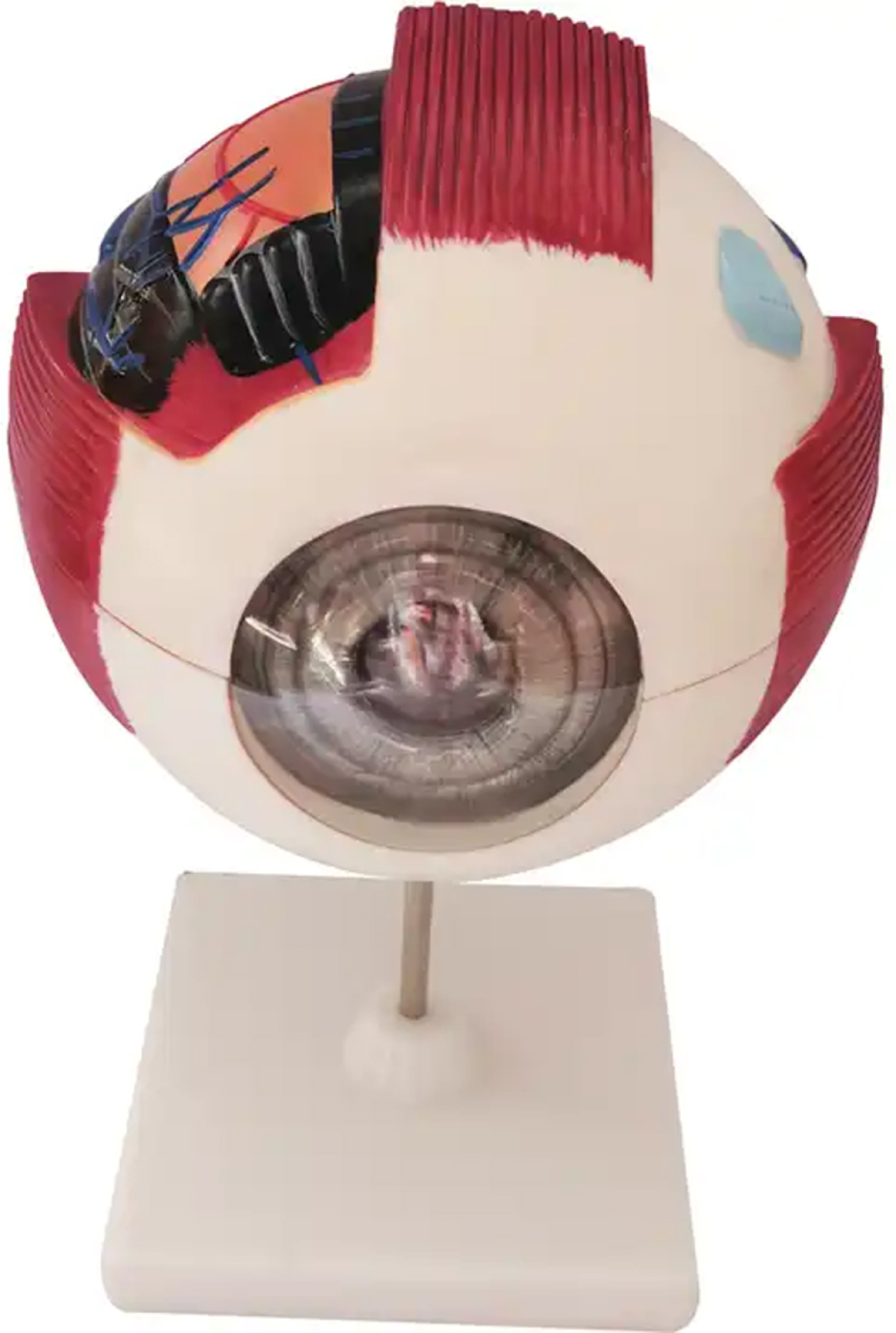 Продукт Gelsonlab Модел на око, 6 частина ниска цена с бърза доставка - BestPC.BG