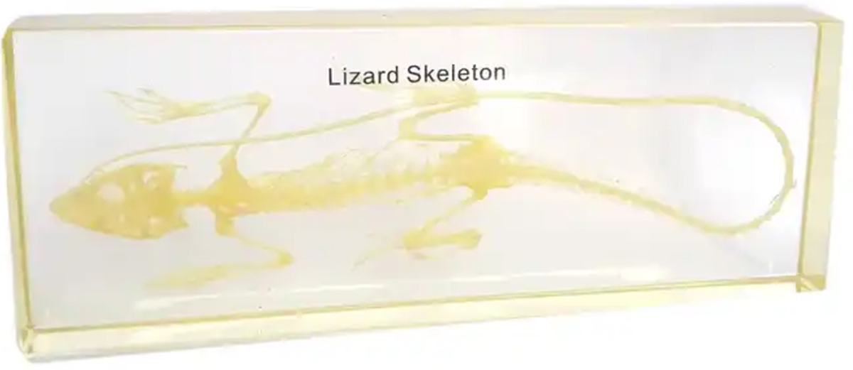 Продукт Gelsonlab Скелет на гущерна ниска цена с бърза доставка - BestPC.BG