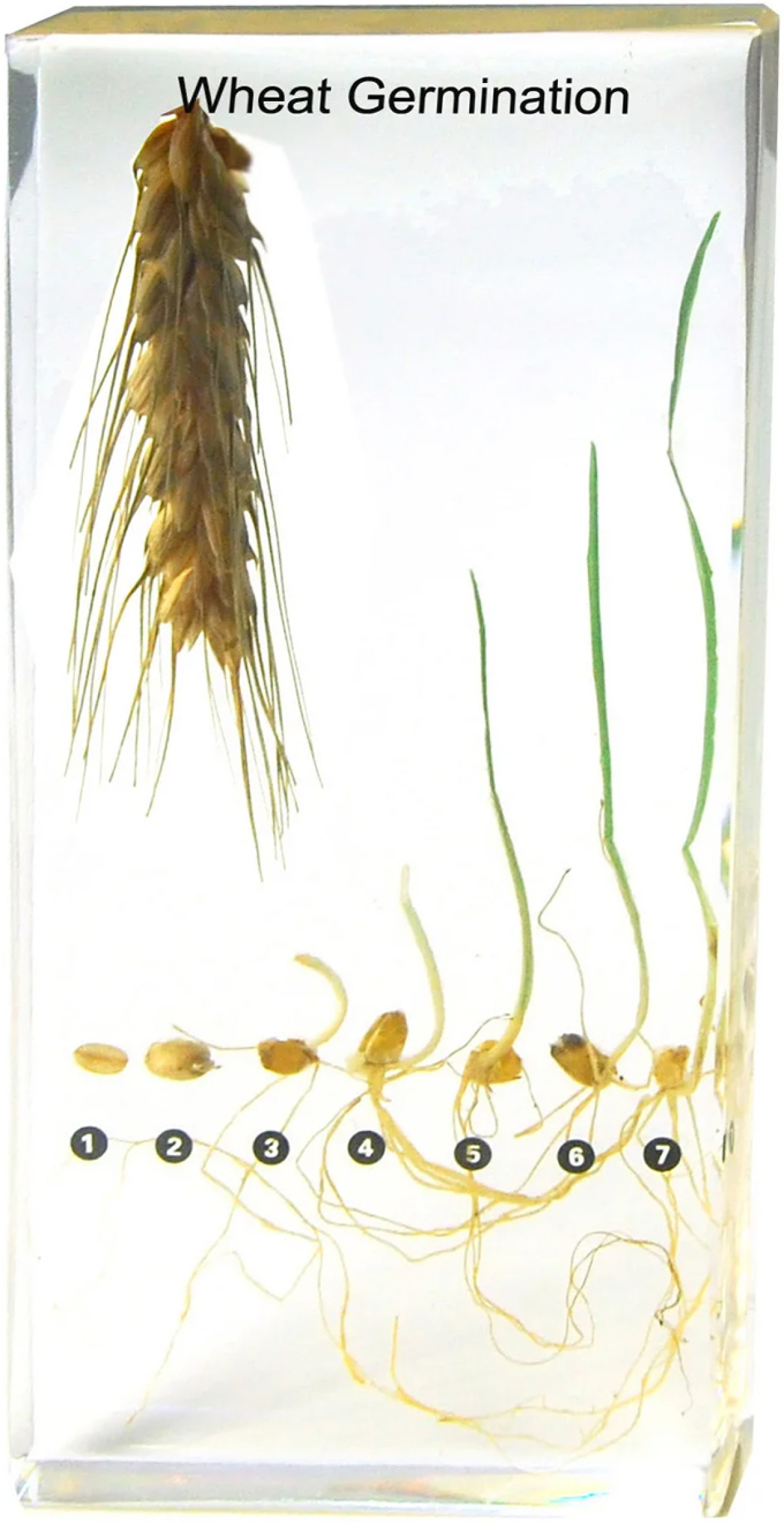 Gelsonlab Модел на процес на растеж на пшеницана ниска цена с бърза доставка - BestPC.BG