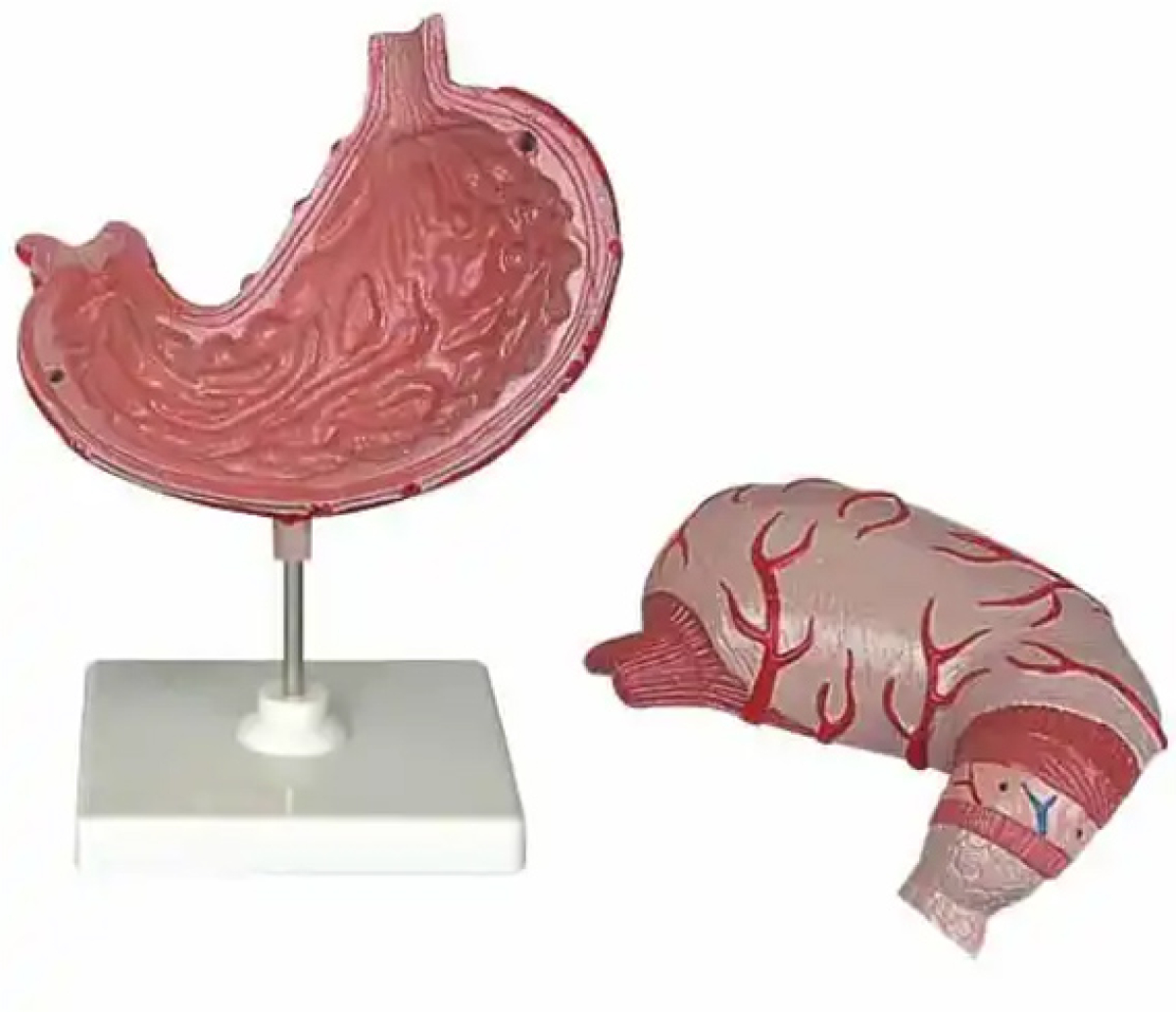 Продукт Gelsonlab Модел на стомах, 2 частина ниска цена с бърза доставка - BestPC.BG