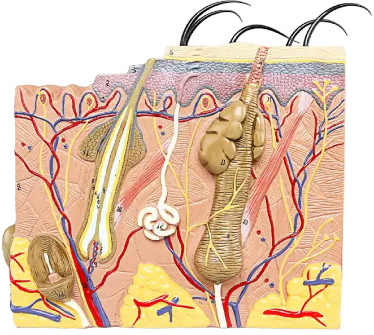 Продукт Gelsonlab Модел на кожана ниска цена с бърза доставка - BestPC.BG