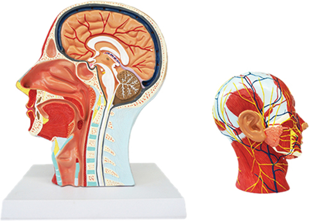 Продукт Gelsonlab Модел на глава, с разрез на мускулна и кръвоносна системана ниска цена с бърза доставка - BestPC.BG
