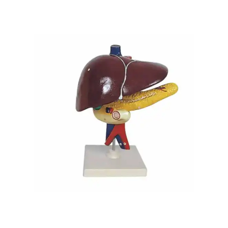 Продукт Gelsonlab Модел на черен дроб, панкреас и дванадесетопръстникна ниска цена с бърза доставка - BestPC.BG