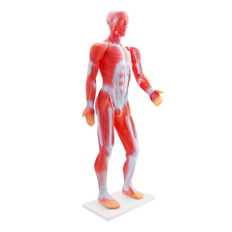 Gelsonlab Модел на мускулна системана ниска цена с бърза доставка - BestPC.BG