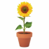 More Than Gifts Слънчоглед за отглеждане, в саксия снимка 3