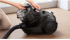 Bosch BGC21X200, Bagless vacuum cleaner, Serie 4, Black снимка 4
