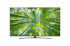 Телевизор LG 75UQ81003LB, 75" 4K UltraHD TV 3840 x 2160, DVB-T2-C-S2, webOS Smart TV снимка 1
