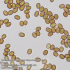 Микроскоп Bresser Researcher Trino 40–1000x снимка 13
