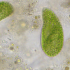 Микроскоп Bresser Researcher Trino 40–1000x снимка 14
