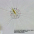 Микроскоп Bresser Researcher Trino 40–1000x снимка 15