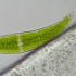 Микроскоп Bresser Researcher Trino 40–1000x снимка 16