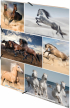 Herma Папка Animals, картонена, с ластик, A4, коне снимка 4