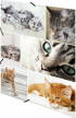 Herma Папка Animals, картонена, с ластик, A4, котки снимка 4