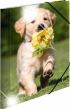 Herma Папка Animals, картонена, с ластик, A4, PP, кучета снимка 1