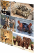 Herma Папка Animals, картонена, с ластик, A4, с африкански животни снимка 4