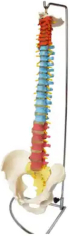 Продукт Gelsonlab Модел на гръбначен стълб снимка 2