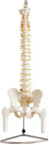 Продукт Gelsonlab Модел на гръбначен стълб снимка 3